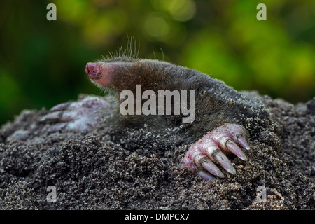 Close up of European mole (Talpa europaea) emerging from molehill and showing large, spade-like forepaws with huge claws Stock Photo
