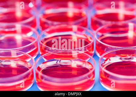 Plastic petri dish with red liquid, the study of cholesterol in the blood Stock Photo