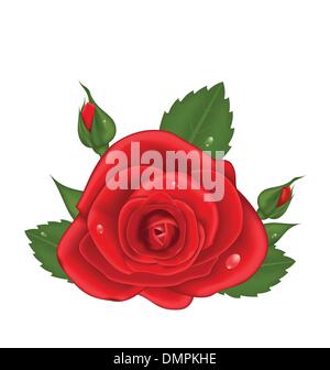 Realistic red rose flower bud isolated on white background. Top view ...