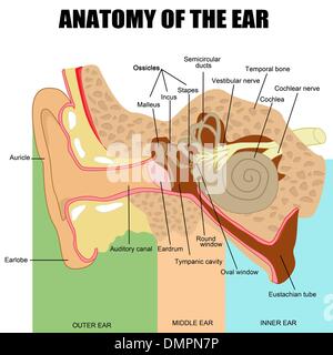 Anatomy of the human ear Stock Vector