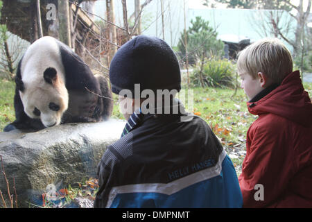 Edinburgh, Britain. 16th Dec, 2013. Two kids watch giant panda Yang Guang in Edinburgh Zoo, Britain, Dec. 16, 2013. Two giant pandas Tian Tian and Yang Guang at Edinburgh Zoo will soon receive their millionth visitor, the zoo authorities said on Monday, two years after they first met the public. Credit:  Guo Chunju/Xinhua/Alamy Live News Stock Photo