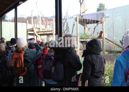 Edinburgh, Britain. 16th Dec, 2013. Visitors watch giant panda Yang Guang in Edinburgh Zoo, Britain, Dec. 16, 2013. Two giant pandas Tian Tian and Yang Guang at Edinburgh Zoo will soon receive their millionth visitor, the zoo authorities said on Monday, two years after they first met the public. Credit:  Guo Chunju/Xinhua/Alamy Live News Stock Photo