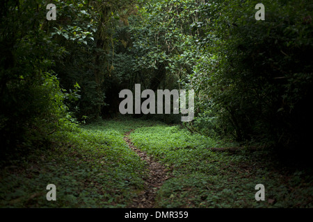 Path in the forest in El Triunfo Biosphere Reserve in the Sierra Madre mountains, Chiapas State, Mexico.