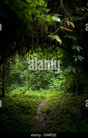 Path in the forest in El Triunfo Biosphere Reserve in the Sierra Madre mountains, Chiapas State, Mexico.