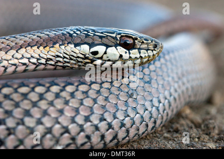 Snake Poisonous Venomous Culebra Con Cola Larga Chile Stock Photo - Alamy