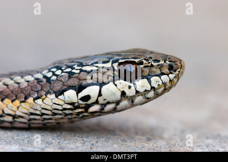 snake poisonous venomous culebra con cola larga Chile Stock Photo - Alamy