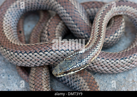 Snake Poisonous Venomous Culebra Con Cola Larga Chile Stock Photo - Alamy