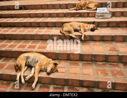 Let sleeping dogs lie, relaxing on the steps at Doi Suthep Temple, Chiang Mai, Thailand Stock Photo