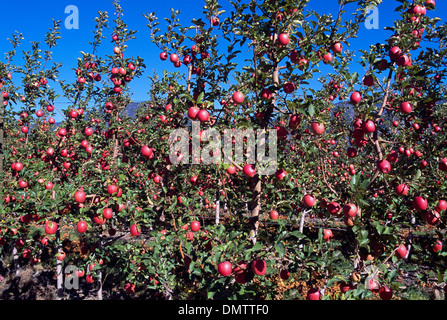 Red Apples growing on Apple Orchard Trees, South Okanagan Valley, BC, British Columbia,  Canada - Ripening Fresh Fruit Stock Photo