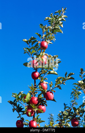 Ripe Red Apples growing on Orchard Apple Tree Branch, South Okanagan Valley, BC, British Columbia,  Canada - Fresh Fruit Stock Photo