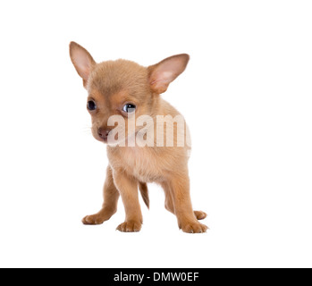 Cute blonde five weeks old chihuahua puppy Stock Photo