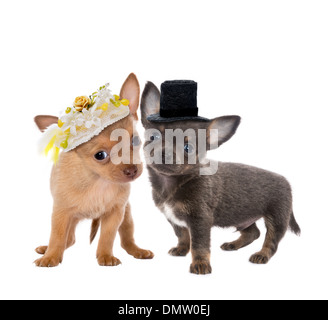 Two cute chihuahua puppies getting married Stock Photo