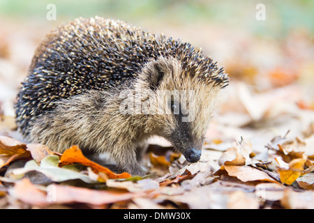 Hedgehog searching between fallen brown leaves in autumn Stock Photo