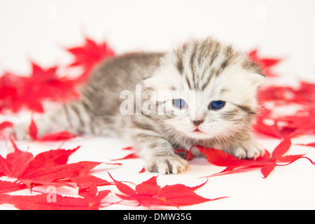 Young cat lying between red autumn leaves on white background