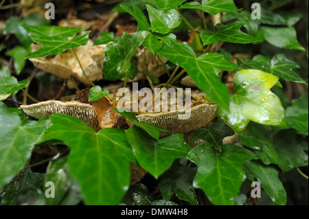 Oak mazegill, Daedalea quercina, growing with Ivy on an Oak Stump Stock Photo