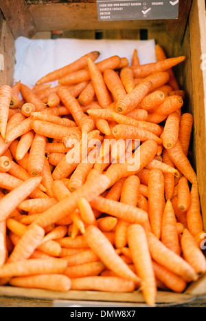 A vegetable box of harvested washed carrots. Stock Photo