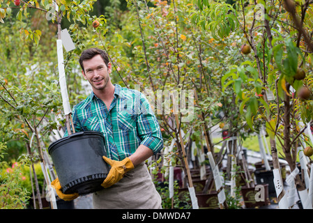 An organic flower plant nursery. A man working carrying a sapling tree in a pot. Stock Photo