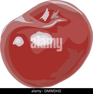 Cherry tree of cherries Stock Vector