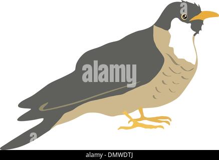 cuckoo Stock Vector