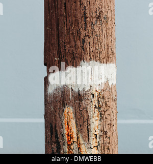 An old cracked and worn wooden telephone pole with a white painted strip around it. Stock Photo