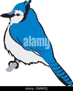 blue jay Stock Vector