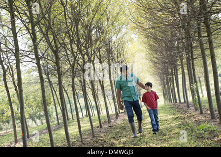 A man and a young boy walking down an avenue of trees. Stock Photo