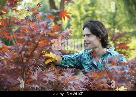 A woman in a tree nursery pruing  leaves of an acer tree. Stock Photo