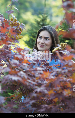 A woman in a tree nursery pruing  leaves of an acer tree. Stock Photo