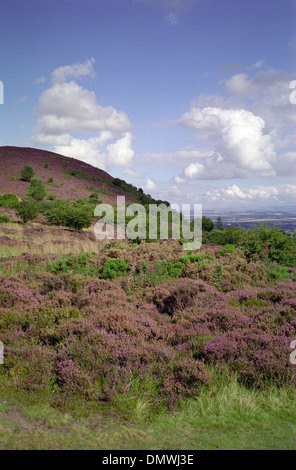 Eildon Hills With Heather In Flower, Borders, Scotland, UK Stock Photo