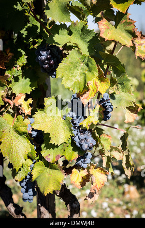 Red Grape Vines in Chateauneuf du Pape, Alpes-Côte d'Azur, France. Stock Photo