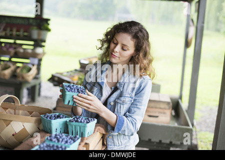 An organic fruit and vegetable farm. A woman sorting punnets of blueberries. Stock Photo