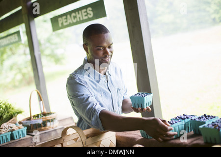 An organic fruit and vegetable farm. A man sorting punnets of blueberries. Stock Photo