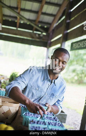 An organic fruit and vegetable farm. A man sorting punnets of blueberries. Stock Photo