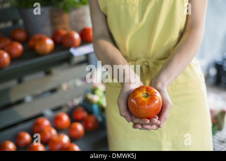 An organic fruit and vegetable farm. A woman holding a tomato. Stock Photo