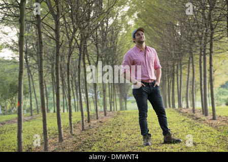 A man  in an avenue of trees looking upwards. Stock Photo
