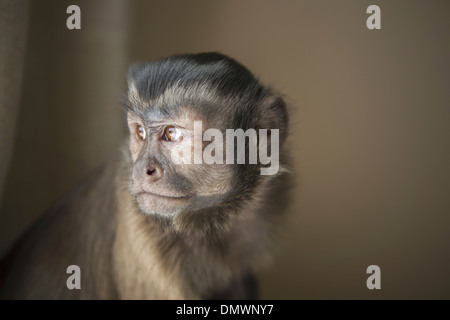 A capuchin monkey seated head and shoulders.
