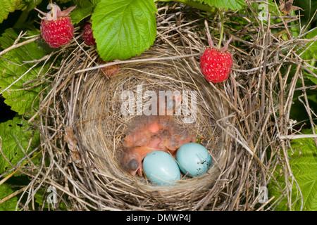 Newborn hungry baby birds in nest on raspberry bush Stock Photo
