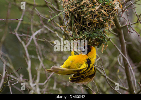 Black-headed Weaver and nest Stock Photo