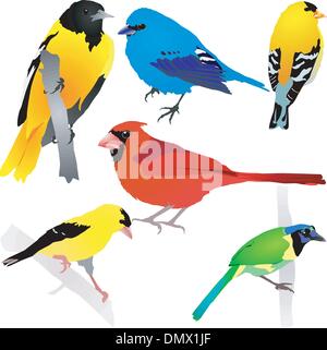 Collection of birds. Vector EPS10 Stock Vector