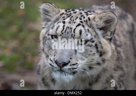 Snow Leopard cub, 7,5 months old Stock Photo