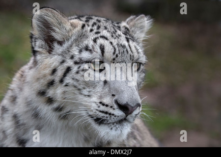 Snow Leopard cub, 7,5 months old Stock Photo