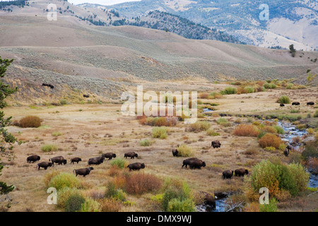 Bison - herd crossing vally in Autumn Bison bison Yellowstone National Park Wyoming. USA MA002827 Stock Photo