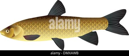 vectors Chinese carp Stock Vector