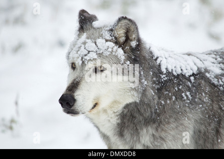 Grey Wolf - close up with snow Canis lupus Captive MA002934