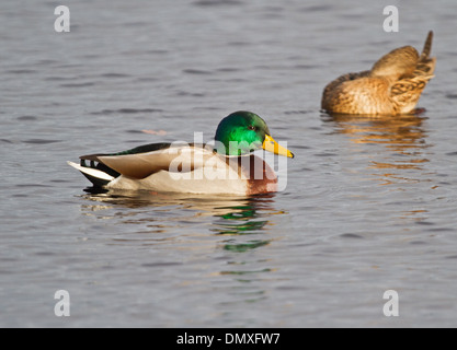 Male and female Mallard Stock Photo