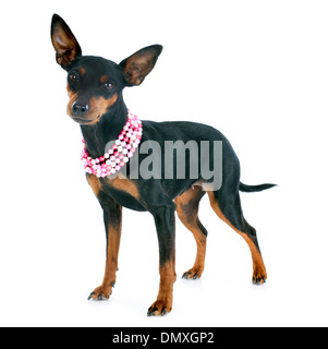 purebred miniature pinscher in front of white background Stock Photo