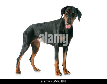 doberman pinscher in front of white background Stock Photo