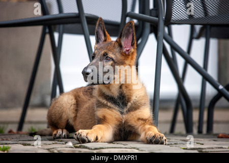 German shepherd dog (Canis lupus familiaris) pup lying on terrace of pavement cafe Stock Photo