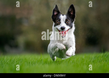 Happy Jack Russell terrier dog running outside on lawn in garden Stock Photo
