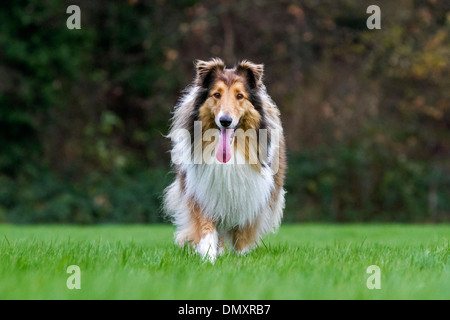 Rough Collie / Long-Haired Collie dog on lawn in garden Stock Photo